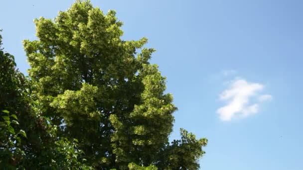 나무에 여름밝은 Fps — 비디오