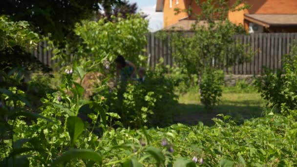 Blurred Background Woman Hoe Plants Garden Cultivando Quintal Dia Verão — Vídeo de Stock