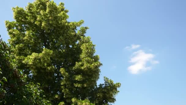 나무에 여름밝은 Fps — 비디오