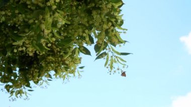 Vanessa Cardui, Linden Ağacı 'nda çiçek açan boyanmış kelebek sürüsü. Yaz Aydınlık Günü. 2x Yavaş çekim - 60 FPS yarı hız