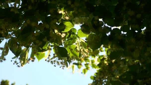 Vanessa Cardui Målade Lady Fjärilar Swarming Blossom Blommor Linden Tree — Stockvideo