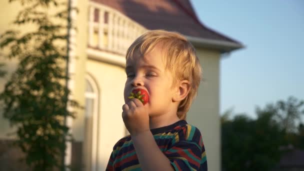 Little Boy Enjoys Eating Tasty Strawberry Evening Sunlight Slow Motion — Stock Video