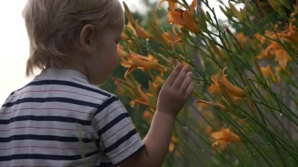 Kind Erkennt Die Welt Kleiner Junge Erkundet Die Natur Abendvororte — Stockvideo