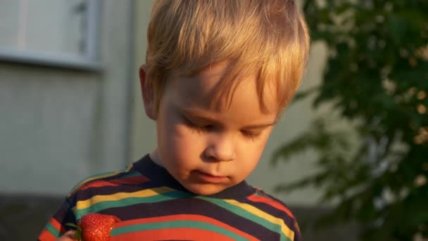 Little Boy Disfruta Comiendo Sabrosa Fresa Luz Del Sol Cámara — Vídeo de stock
