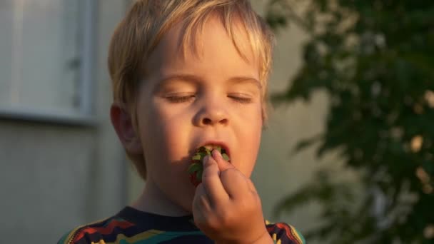 Liten Pojke Njuter Att Äta Goda Jordgubbar God Kväll Solljus — Stockvideo