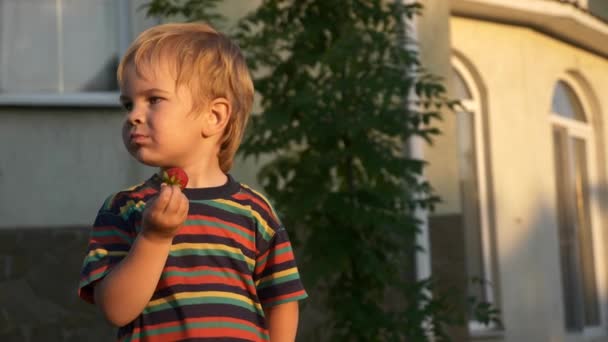 Little Boy Disfruta Comiendo Sabrosa Fresa Luz Del Sol Cámara — Vídeos de Stock