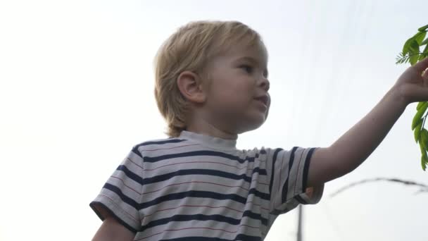 Kind Erkennt Die Welt Kleiner Junge Erkundet Die Natur Abendvororte — Stockvideo