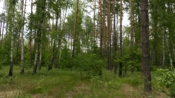 森の中を移動するカメラ 松と白樺の木 夏の季節 — ストック動画