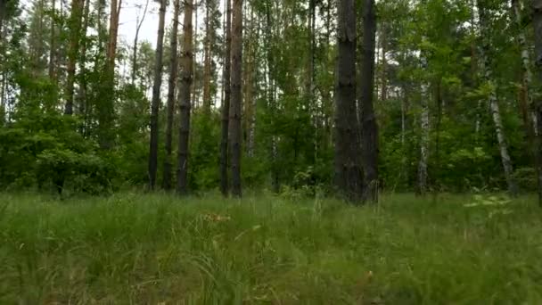 相机穿过混交林 松树和桦树 夏季及季节 — 图库视频影像