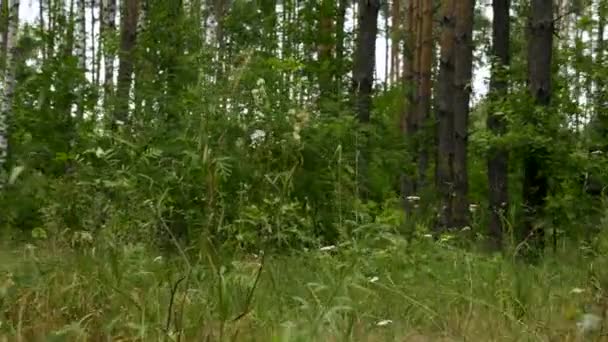 Caméra se déplaçant dans la forêt mixte. Pins et bouleaux. Saison estivale 
