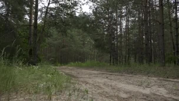 Câmera Movendo Através Floresta Mista Pinheiro Bétula Temporada Verão — Vídeo de Stock