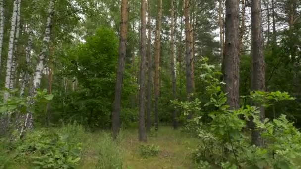 Camera Beweegt Door Gemengd Bos Dennenbomen Berkenbomen Zomer Seizoen — Stockvideo