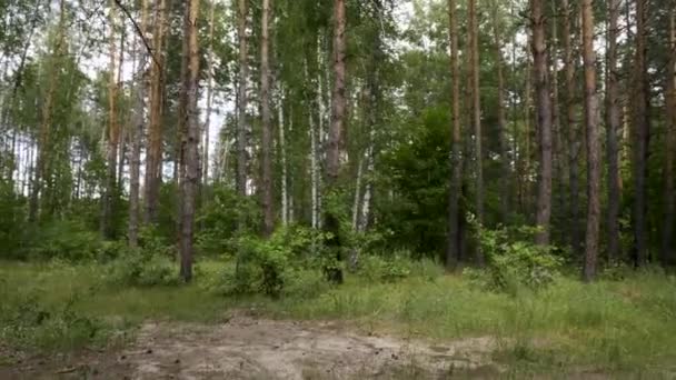 Caméra se déplaçant dans la forêt mixte. Pins et bouleaux. Saison estivale 