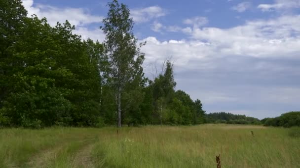 Landelijke Dirt Road Het Veld Buurt Van Forest Heldere Zomer — Stockvideo