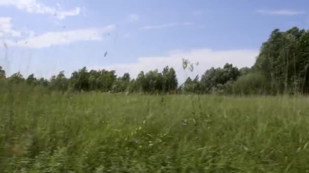 Caméra se déplaçant à travers le champ d'herbe élevé. Journée ensoleillée d'été 