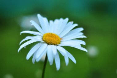 Papatya yeşil zemin üzerine