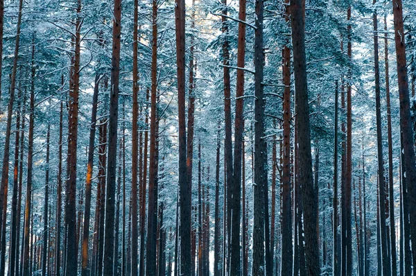 Bosque de pino nevado —  Fotos de Stock