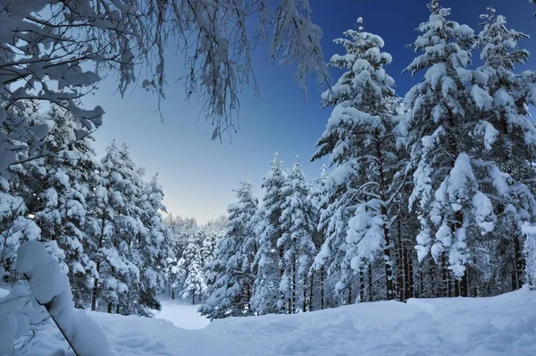 Bosque de abeto nevado — Foto de Stock