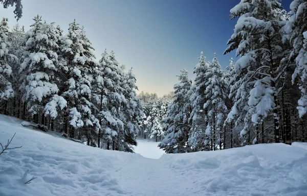 Snowed fir forest — Stock Photo, Image