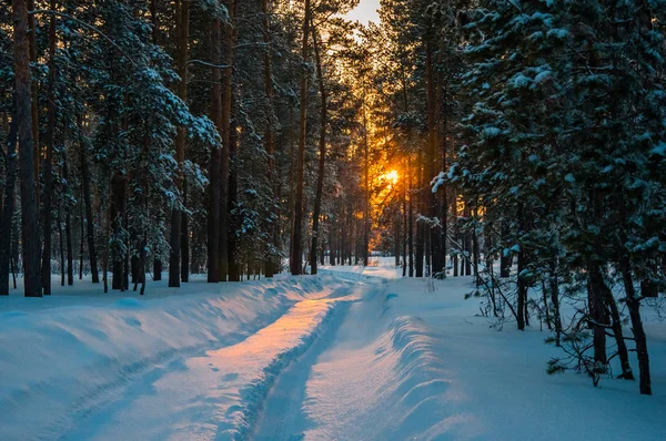 Pistas en la nieve en el bosque de invierno — Foto de Stock