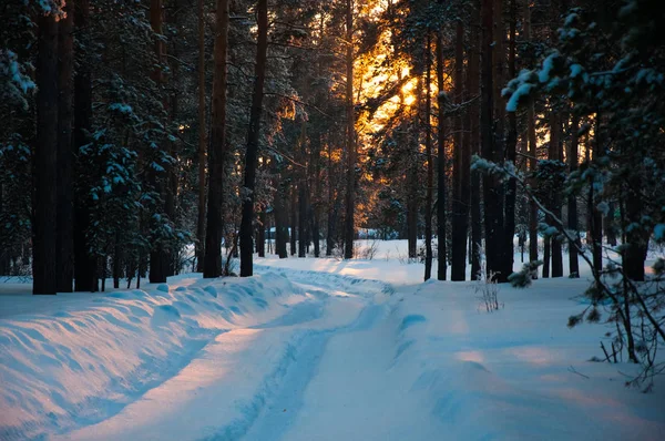 Tracks on the snow in winter forest — Stock Photo, Image