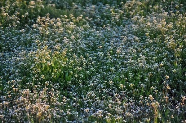 Shepherd's purse meadow — Stock Photo, Image