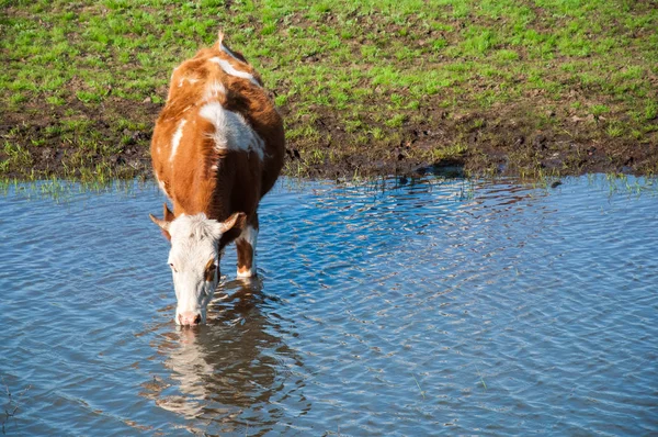 Krowa pije wodę o fontannach — Zdjęcie stockowe