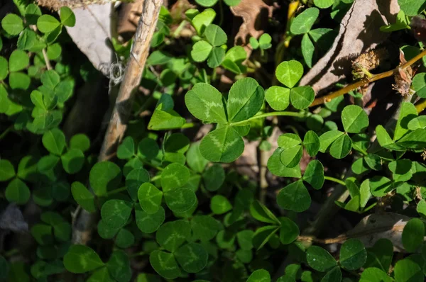 Clover makro foto — Stockfoto