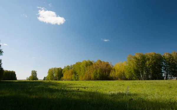sonbahar orman, yeşil çayır ve mavi gökyüzü
