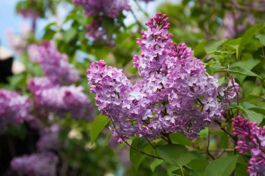 Bahar leylak çiçekleri