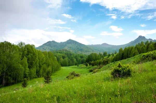 Prado verde en el fondo de las montañas y el bosque — Foto de Stock