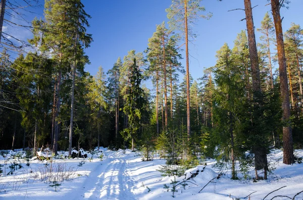 Дорога в зимовому лісі — стокове фото