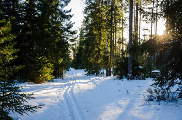 Piste da sci nella foresta invernale — Foto Stock