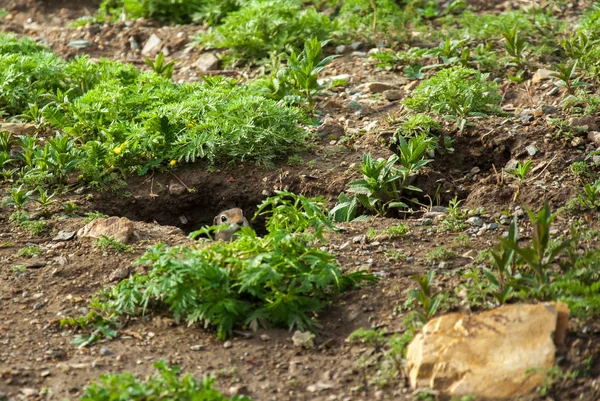 Bonito gopher selvagem olhando para fora do buraco — Fotografia de Stock