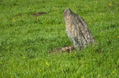 Sevimli vahşi gophers çim