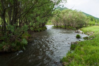 Nehir ormanda akıyor.