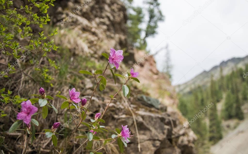Rhododendron ledebourii on the rocks of Altai mountains