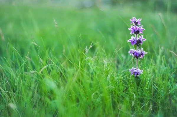 Vahşi Ada çayı çiçek çayır üzerinde