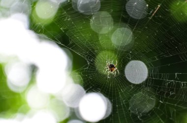 Küçük örümcek parlayan Web üzerinde orman arka plan bulanık. Yeşil yaprakları kabarcıkları bokeh.