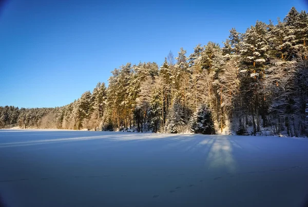 日当たりの良い凍るような冬の日に雪が降った湖と松林を冷凍 — ストック写真