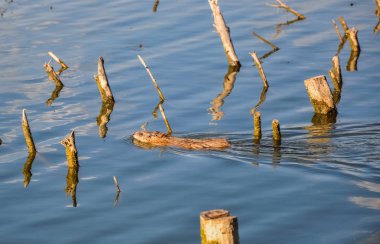 Göl suda yüzen tatlı kokulu siçan ondatra