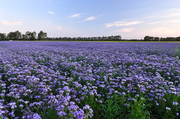 Gün batımı mor çiçekler alanından. Phacelia ekimi. Bitkiler tatlım. Güzel kırsal doğal peyzaj