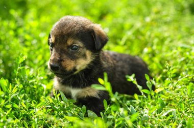 Yeşil taze parlayan çim şirin komik küçük köpek yavrusu