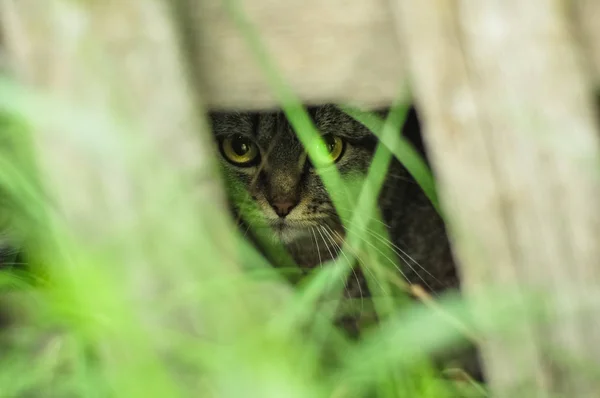 Söt kattunge kikar ut ur buskarna. Gömmer sig i skugga och gräs. — Stockfoto