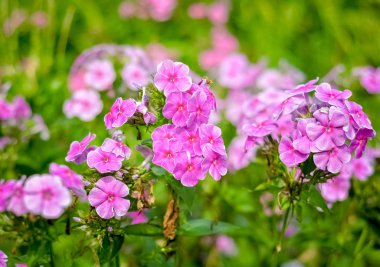 Pembe phlox çiçekler parlak güneşli Bahçe
