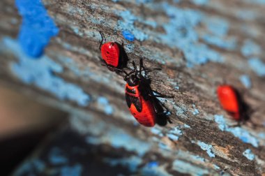 Kırmızı firebugs closeup makro fotoğraf kolonisi