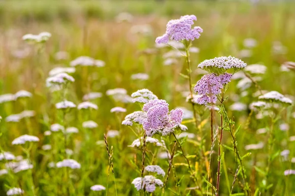 Milfoil güneşli çayır makro fotoğraf çiçeklenir. Tıbbi otlar. Alternatif Tıp