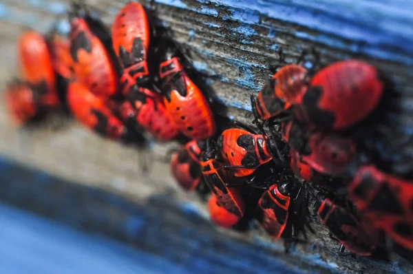 Kolonia firebugs czerwony zbliżenie zdjęcie makro — Zdjęcie stockowe