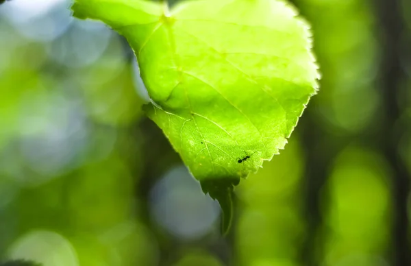 Silhueta de formiga em folha verde iluminada pela luz solar. bonito bokeh desfocado fundo — Fotografia de Stock