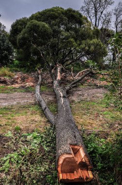 Düşmüş ağaç çim kesme